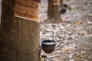 Rubber latex of rubber trees in Thailand