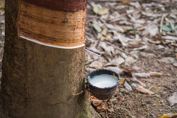 Rubber latex of rubber trees in Thailand