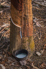 Rubber latex of rubber trees in Thailand