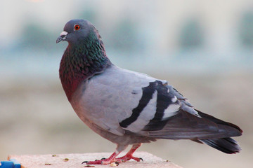 The rock dove, rock pigeon, or common pigeon is a member of the bird family Columbidae