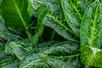 Closeup tropical leaf pattern background, nature concept