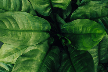Tropical green leaves texture, Nature pattern background