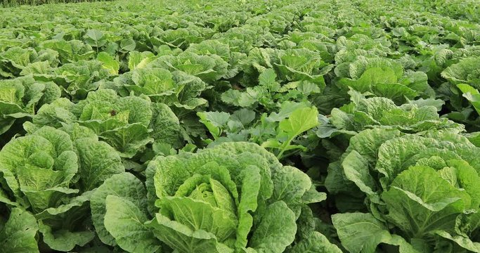 Chinese cabbage crops growing at field