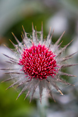 Thistle detail