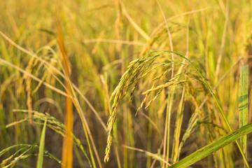 Rice plant in rice field, Thailand