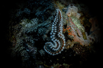 Tauchen Bonaire Karibik