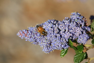 Happy Bees Lilac Sage Purple Flow