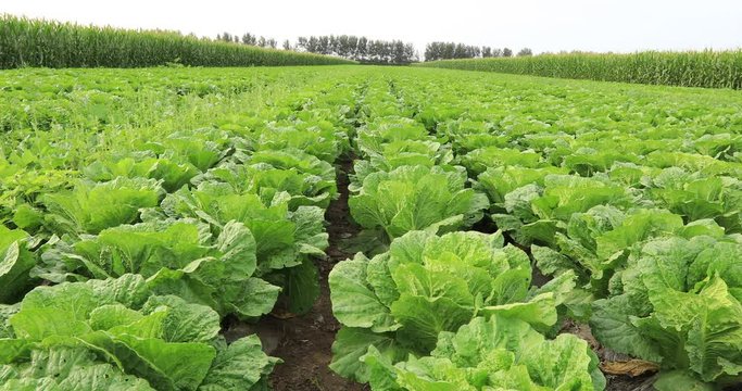 Chinese cabbage crops growing at field