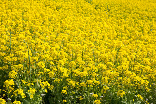 Canola flower field