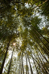 Fototapeta premium Bamboo tree