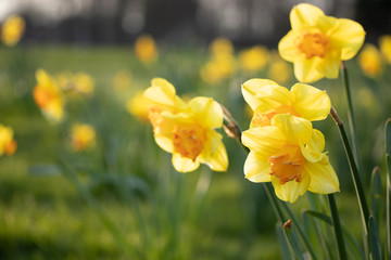 Close up yellow and white daffodils flowers spring field