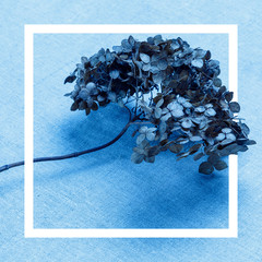 Dry branch of hydrangea on a rough linen fabric. Blue tinted. Minimalistic design in trend colors.