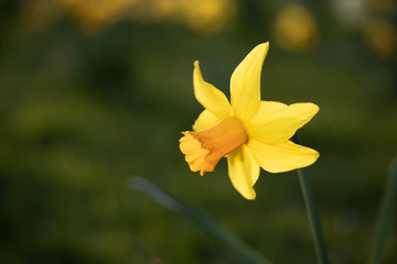 Fototapeta na wymiar Close up yellow and white daffodils flowers spring field