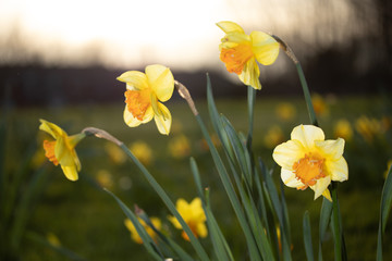 Fototapeta premium Close up yellow and white daffodils flowers spring field