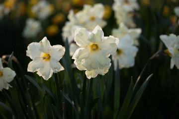 Close up yellow and white daffodils flowers spring field