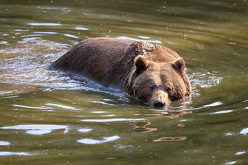 Braunbär watet durch Gewässer