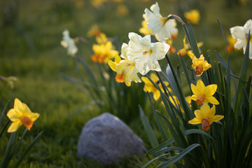 Obraz premium Close up yellow and white daffodils flowers spring field