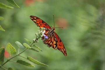 Fototapeta na wymiar Joyful Fritillary Butterfly