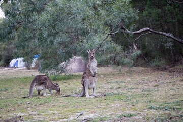 Kangaroo - Girraween National Park