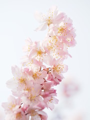 満開の足柄桜（春めき）の咲く日本の春の風景