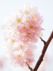 満開の足柄桜（春めき）の咲く日本の春の風景