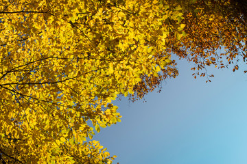 Gold yellow autumn leaves over clear blue sky