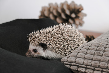 African pygmy hedgehog indoor. Cute little pet. © meteoritka