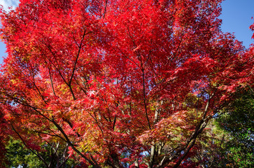 Fototapeta na wymiar Koko-en Garden in autumn at Himeji, Hyogo Prefecture