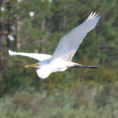 Great Egret in flight