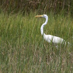 Great Egret in the marsh