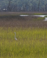 Fototapeta premium Great Egret in the distance