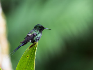 tinny humming bird sitting on leaf with blurred background