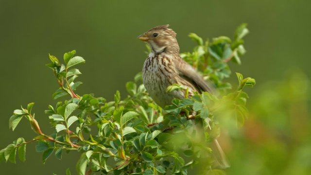 Corn bunting (Emberiza calandra) in wind
