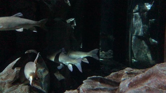 Tench Swimming, tinca tinca