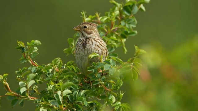 Corn bunting (Emberiza calandra) in wind