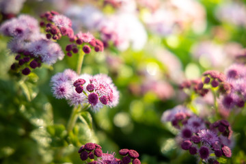Obraz premium The background image of the colorful flowers