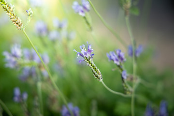 Obraz premium The background image of the colorful flowers