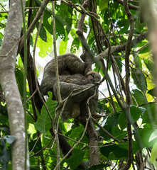 mother sloth with baby asleep in jungle tree