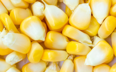 Fresh corn seeds isolated on white background  Yellow corns as background.