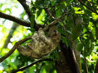 Fototapeta premium lazy sloth hanging in jungle tree