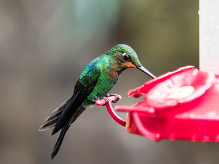bright green tropical humming bird drinking from feeder