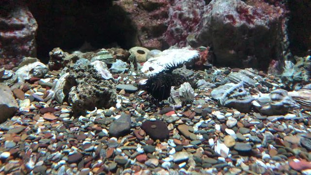Beadlet anemone in water