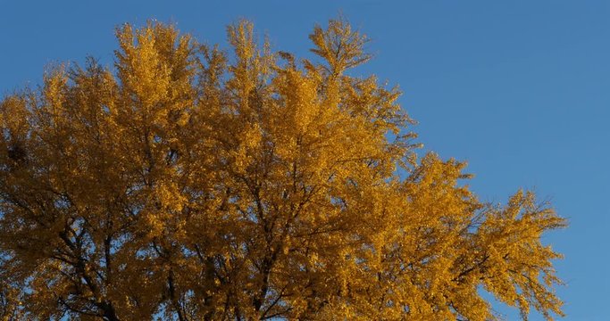 Ginkgo biloba during the autumn season.