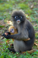 Dusky leaf monkey with her baby in nature