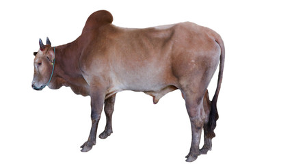 Cows Standing on a white background Embed Clipping Path 