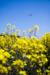 菜の花畑を飛ぶ飛行機