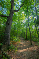 West Rim Loop Trail, Cloudland Canyon State Park, Georgia, USA