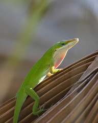 Green Anole catchin some rays