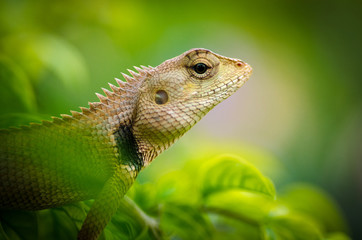 Wild lizard in Thailand close-up