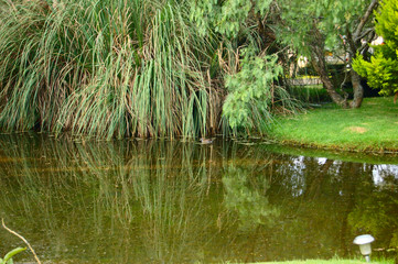 la victoria regia amazonas